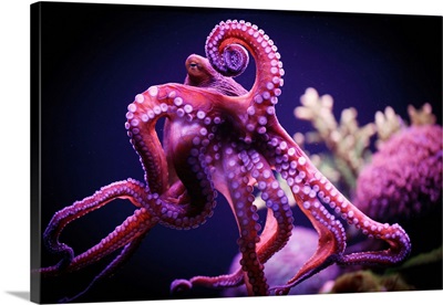 Octopus, Israel