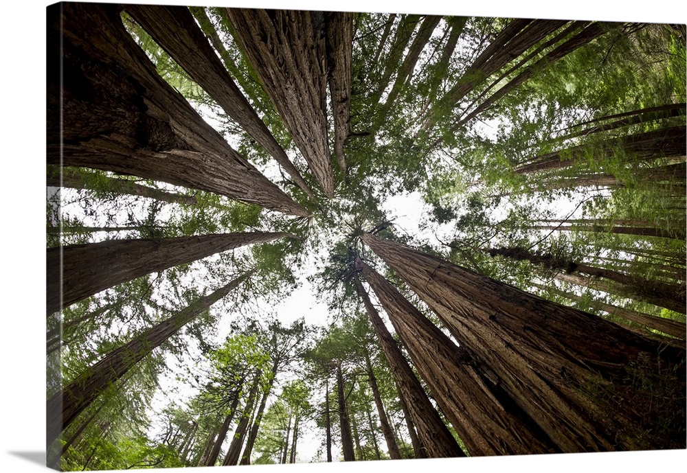 Low angle view of the old growth trees and the sky in Muir Woods National Monument, Mount Tamalpais; California, United St...
