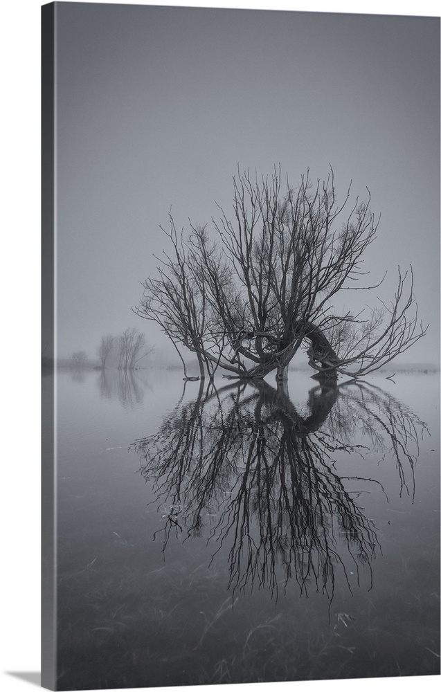 Detail of old willow tree in flooded field near Wicken Fen, Cambridgeshire, England, UK.