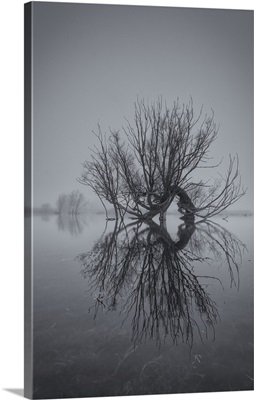 Old Willow Tree Reflected In A Flooded Field