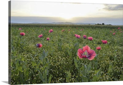 Opium Poppies In Field At Sunrise, Hesse, Germany