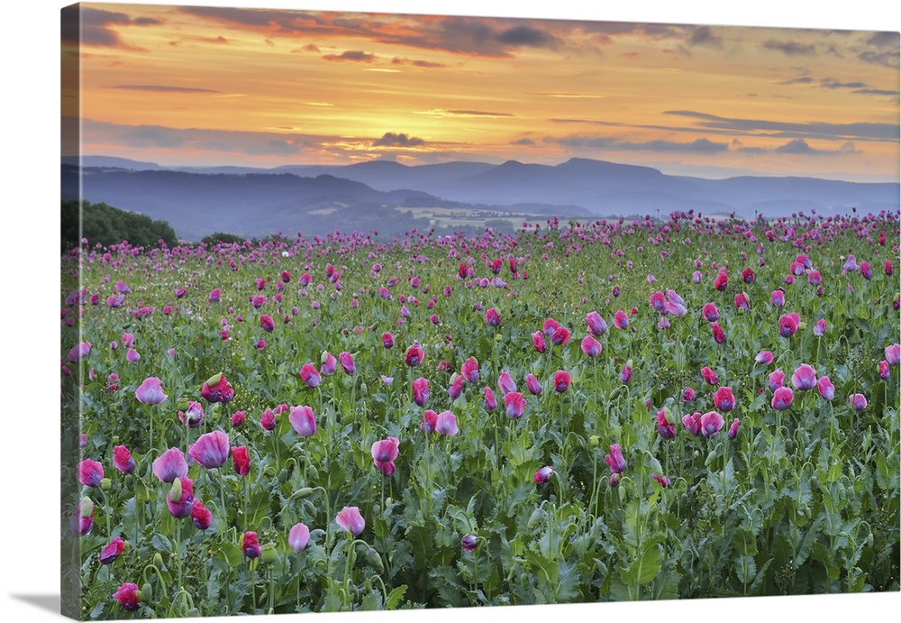 Opium Poppy Field (Papaver somniferum) at Sunrise, Summer, Germerode, Hoher Meissner, Werra Meissner District, Hesse, Germany
