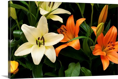 Orange and white lily flowers and buds.; Longwood Gardens, Pennsylvania.