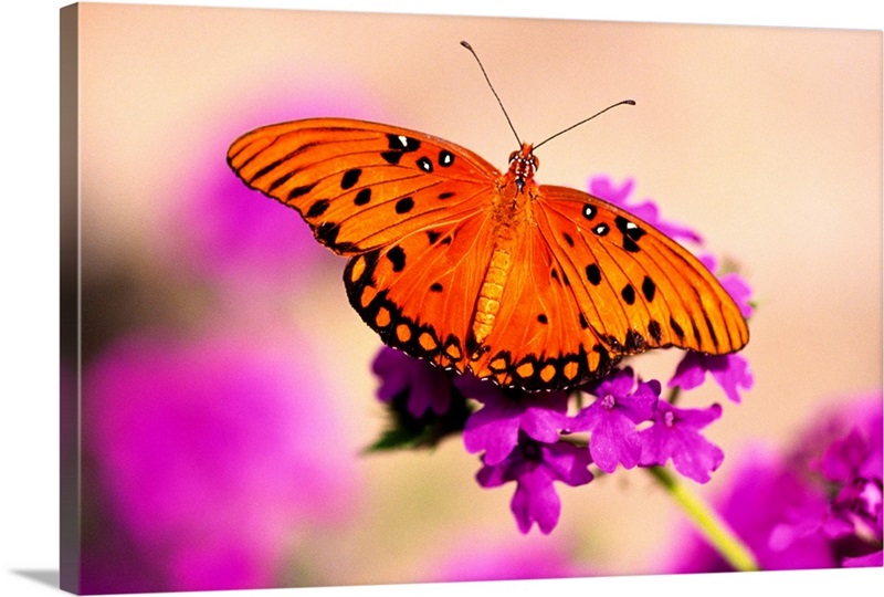 Orange Butterfly | Great Big Canvas