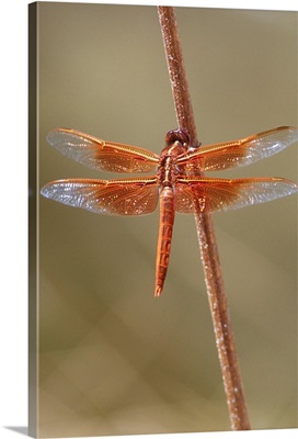 Orange dragonfly, flame skimmer (Libellula saturata) perched on a stick; United States of America