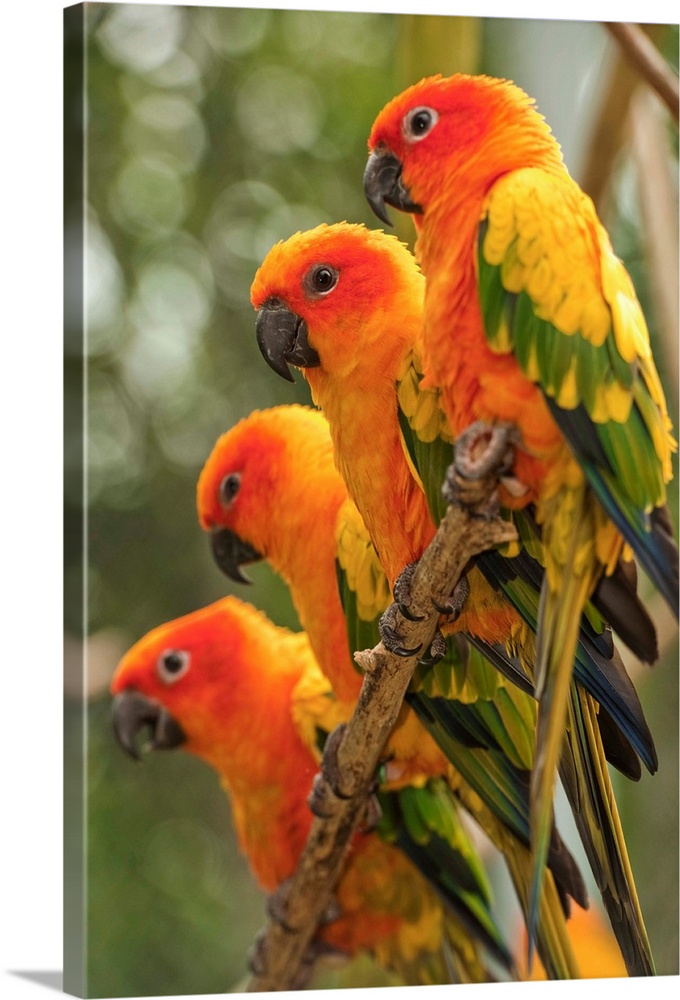 Orange Parakeets; Chiang Mai, Thailand