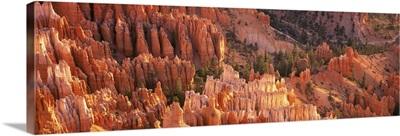 Orange Rock Formations And Trees At Bryce Canyon; Utah