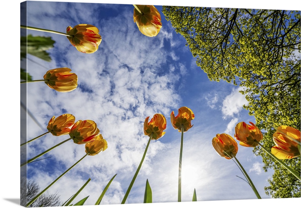 Orange tulips reaching for the blue sky with cloud; Whitburn Village, Tyne and Wear, England.