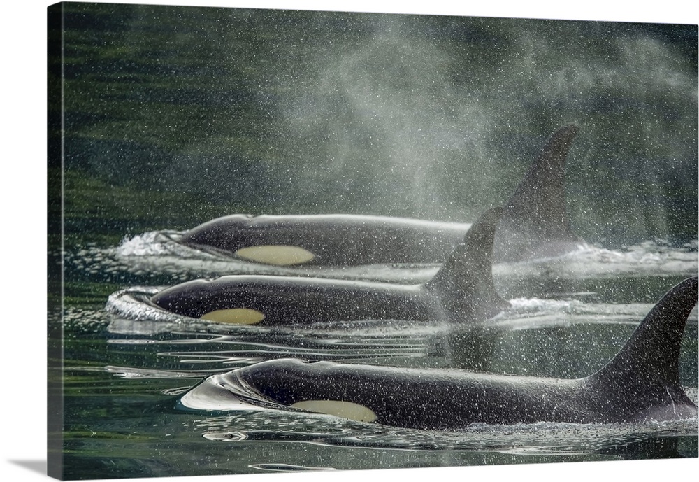 Family group, killer whale calf, orca (Orcinus orca), Johnstone Strait near Robson Bight (Michael Biggs) Ecological Reserv...