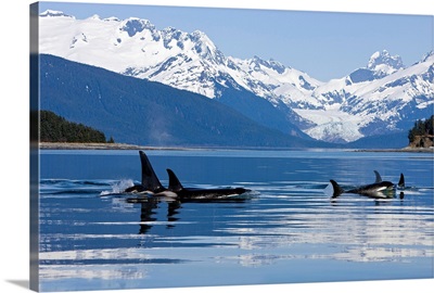 Orca surface in Lynn Canal near Juneau with Herbert Glacier and Coast Range beyond