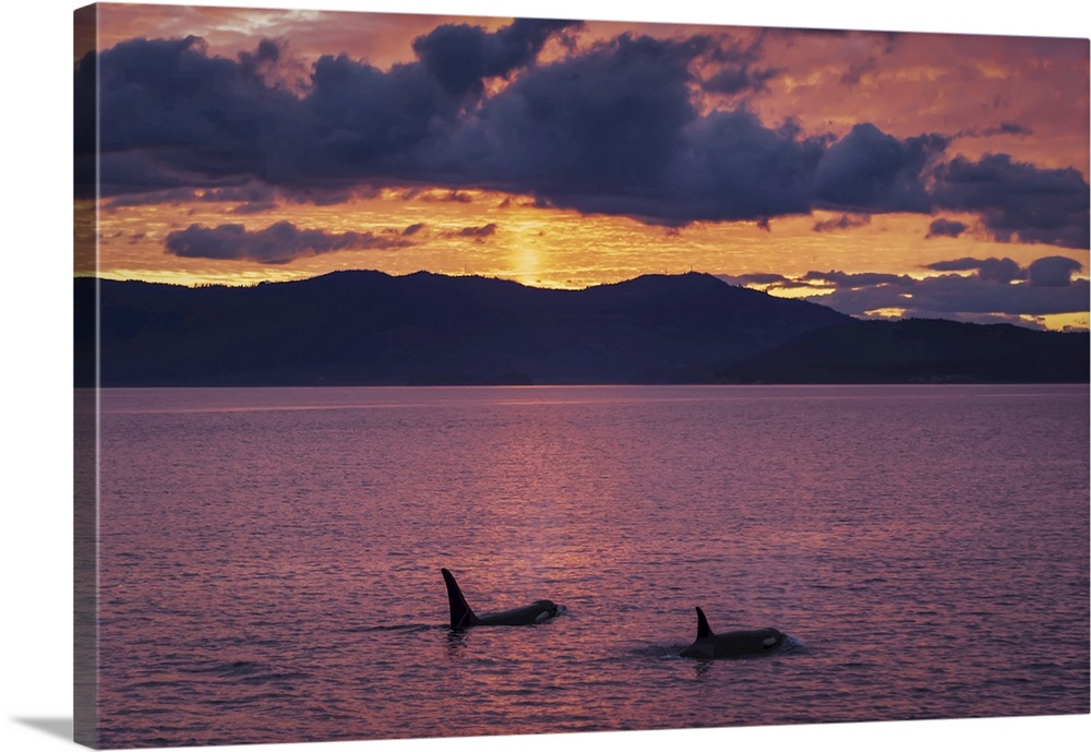Bigg's Killer whales or Orca (Orcinus orca) swim toward a colorful sunset in the San Juan Islands Washington, United State...