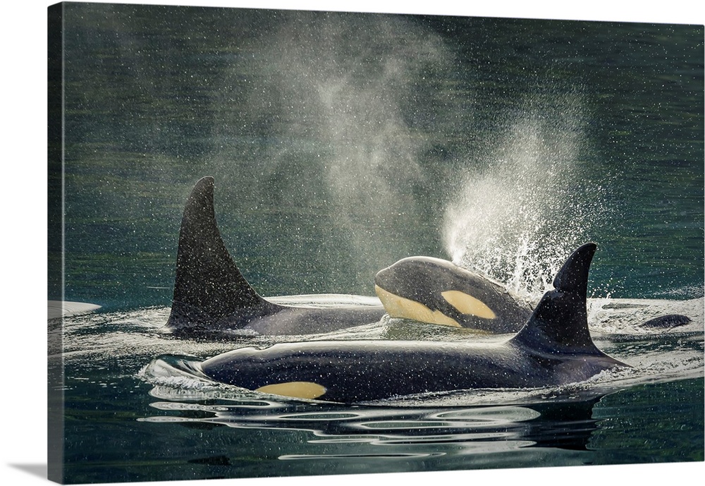 Family group, killer whale calf, orca (Orcinus orca), Johnstone Strait near Robson Bight (Michael Biggs) Ecological Reserv...