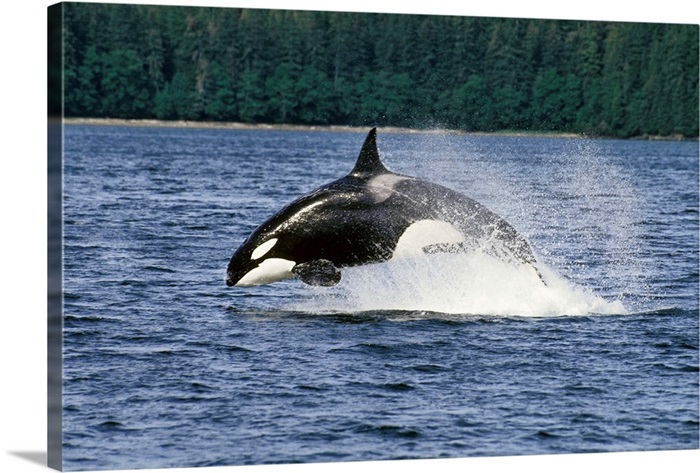 Orca Whale Breaching Wall Art Canvas Prints Framed Prints Wall Peels Great Big Canvas