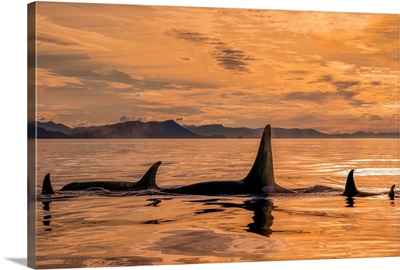 Orca Whale (Orcinus Orca) Pod In Chatham Strait At Sunset, Southeast Alaska, Alaska, USA