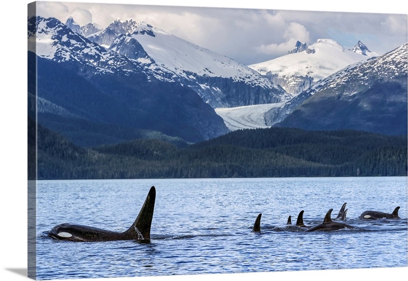 orca-whale-pod-in-lynn-canal-with-eagle-glacier-and-coast-range-alaska