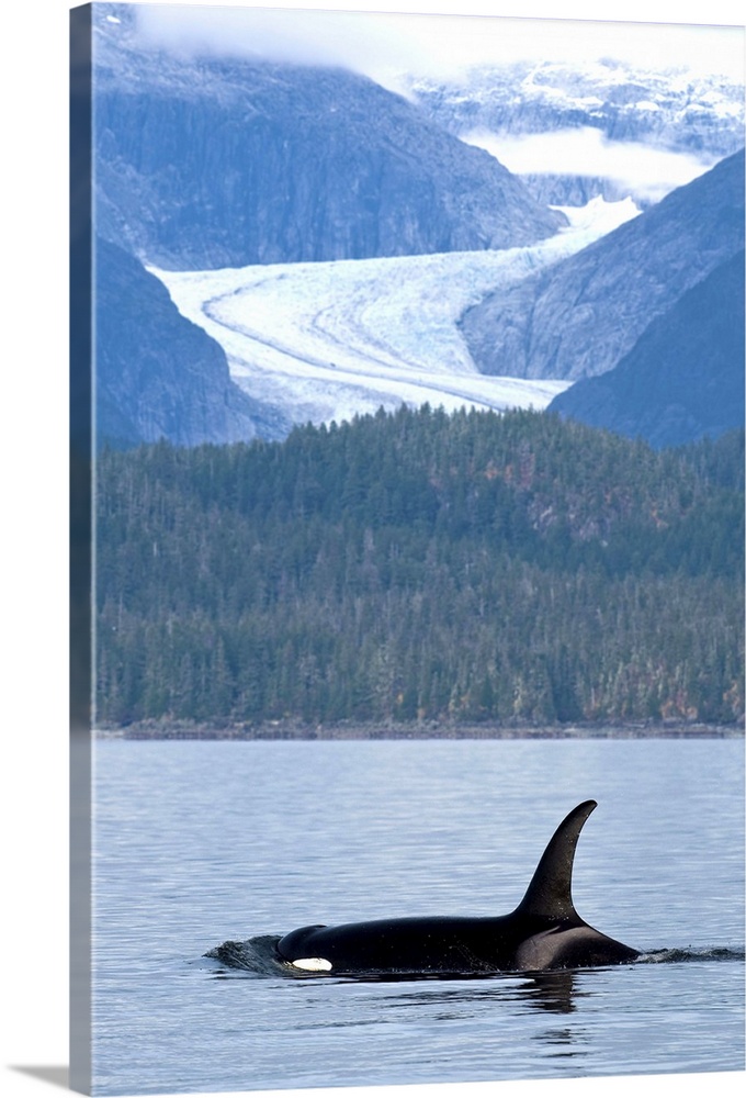 Orca Whale surfaces in Favorite Passage with Eagle Glacier and coastal mountains beyond, Tongass National Forest, Inside P...