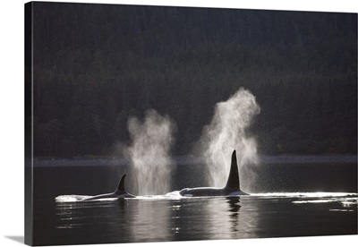 Orca Whales Surface Along A Forested Shoreline, Southeast Alaska
