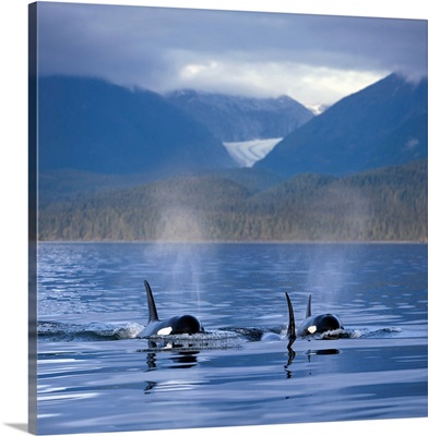 Orca Whales surface in Alaskas Inside passage with the Coastal Range and Eagle Glacier