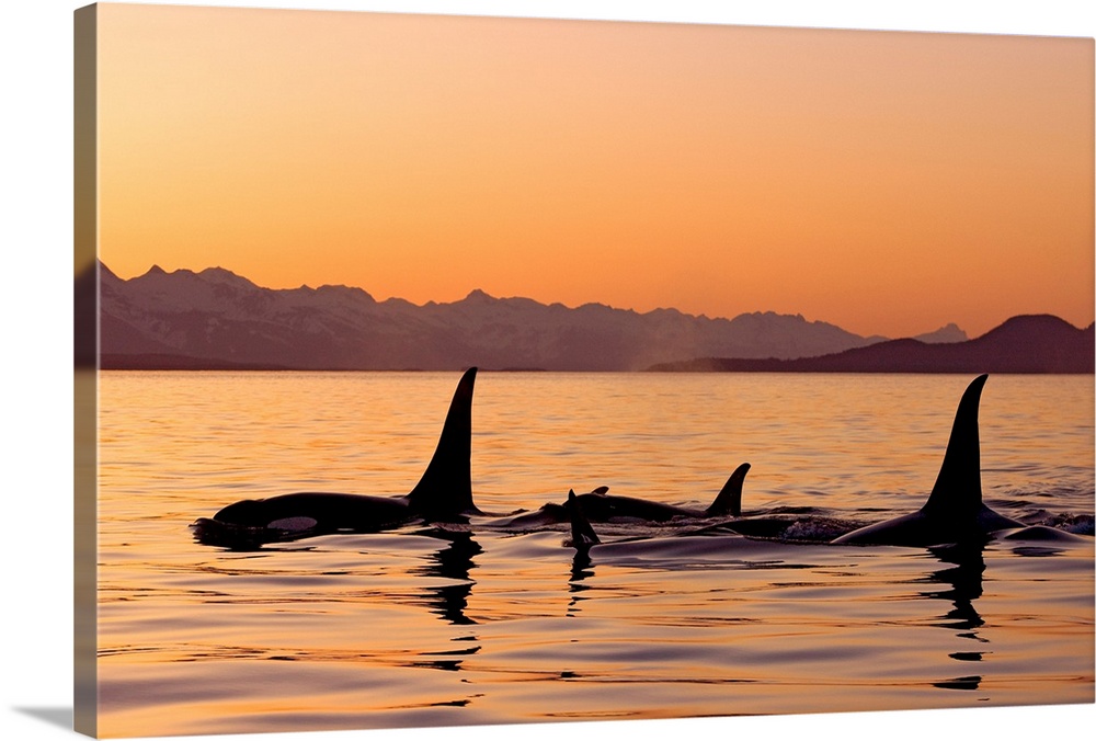 Photograph of dorsal fins surfacing in ocean at dusk with mountain silhouettes in the distance.