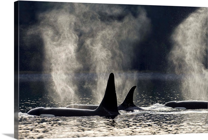 Orca Whales Surfacing Wall Art Canvas Prints Framed Prints Wall Peels Great Big Canvas