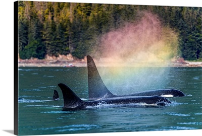 Orcas Surface In Chatham Strait, A Rainbow Forms In The Blow As They Exhale, Alaska, USA