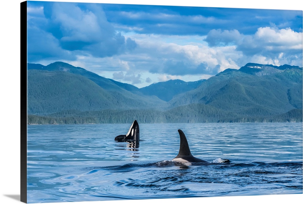 Orcas (Orcinus orca), also known as a Killer Whales, surface in Chatham Strait, spy hop in background, Inside Passage; Ala...