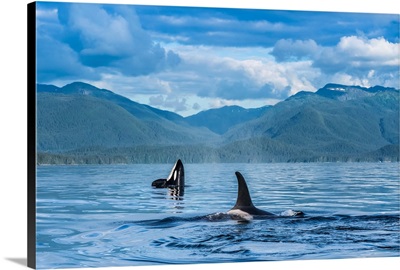Orcas Surface In Chatham Strait, Spy Hop In Background, Inside Passage, Alaska, USA