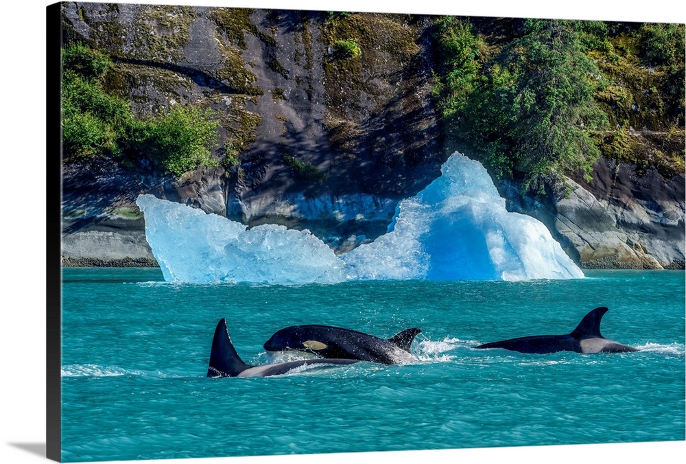 Orcas (Orcinus orca), also known as a Killer Whales, surface in Inside Passage with an iceberg along the coastline, Tracy ...