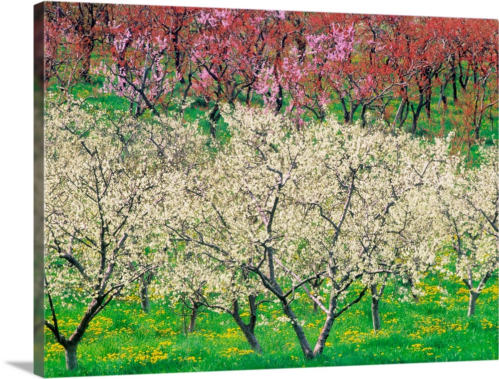 Orchard, Spring Blooms, Osoyoos, British Columbia, Canada