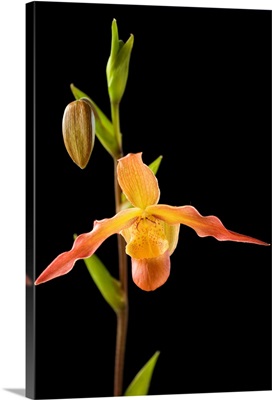 Orchid On Black Background