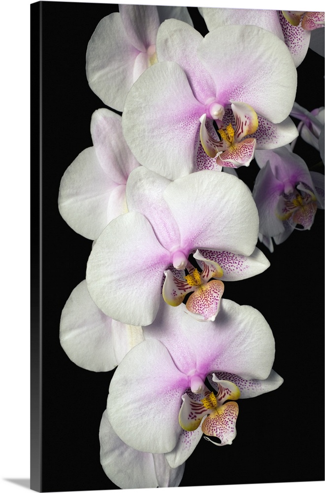 Orchids Wall Art, Canvas Prints, Framed Prints, Wall Peels Great Big