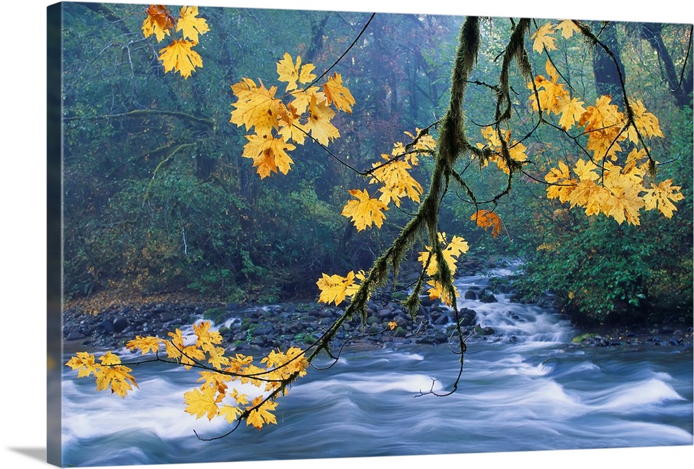 Oregon, Cascade Mountain Range, Yellow Autumn Leaves With Stream