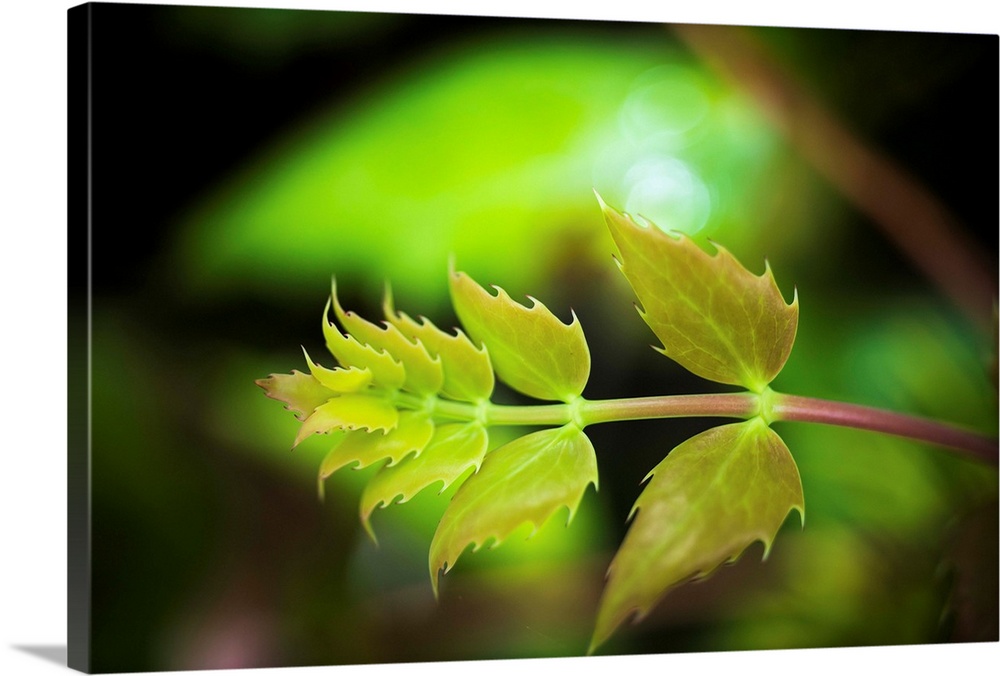 Oregon-grape (Mahonia aquifolium) grows in the forest. Westport, Oregon, United States of America.
