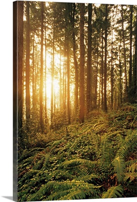 Oregon, Portland, Wildwood Trail, Sunlight Shining Through Fir Trees, Ferns, And Ivy