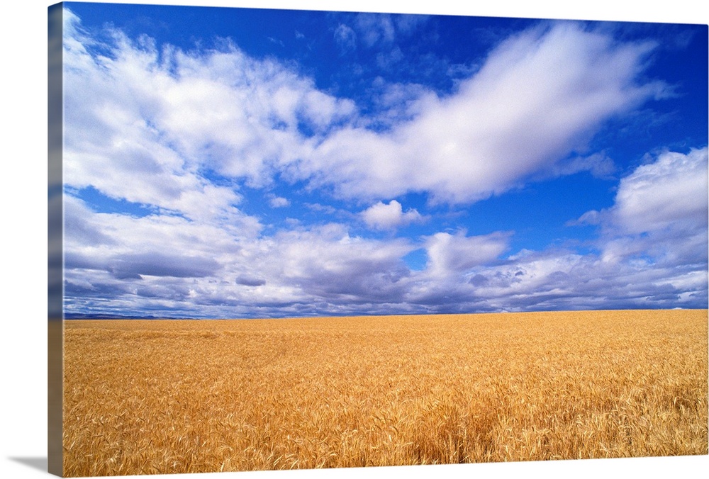 Oregon, View Of Large Wheat Field Against A Blue Sky With Large White Clouds