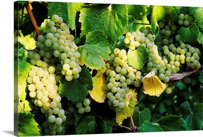 Oregon, Willamette Valley, Tyee Vineyards, Sunlight On Chardonnay Wine Grapes