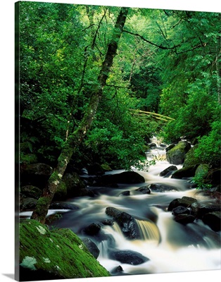 Owengarriff River, Killarney National Park, County Kerry, Ireland