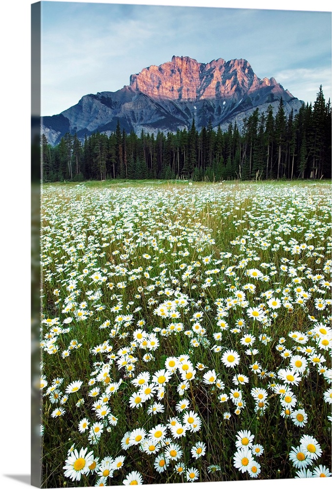 Ox-Eyed Daisies, Cascade Mountain, Alberta, Canada