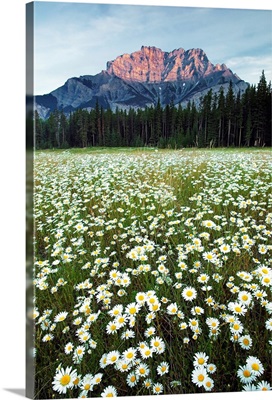 Ox-Eyed Daisies, Cascade Mountain, Alberta, Canada