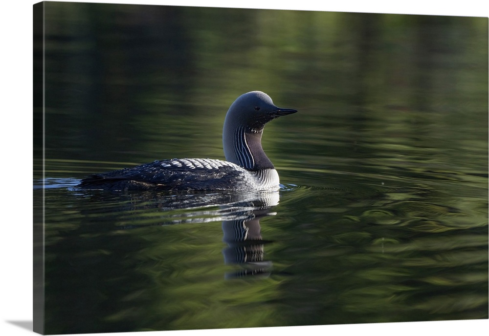 Beautiful pacific loon (Gavia Pacifica) swimming in the tranquil water of echo lake in the Yukon; Whitehorse, Yukon, Canada.