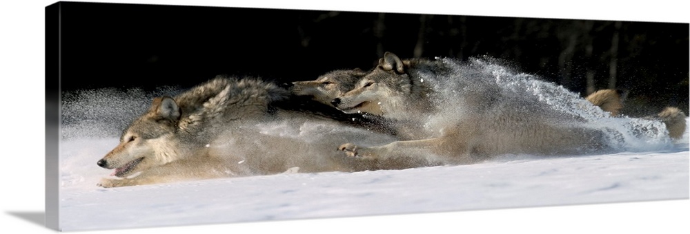 Horizontal photograph on a large canvas of three wolves running through snow, in Alaska.