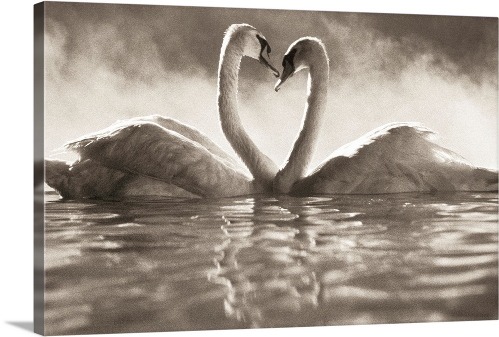 Pair of African swans faced toward each other