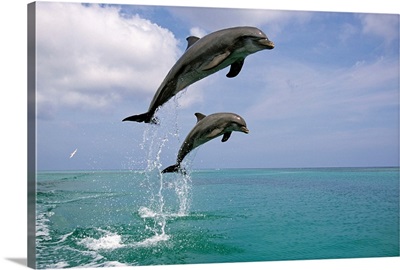 Pair of Bottle Nose Dolphins Jumping Roatan Honduras Summer