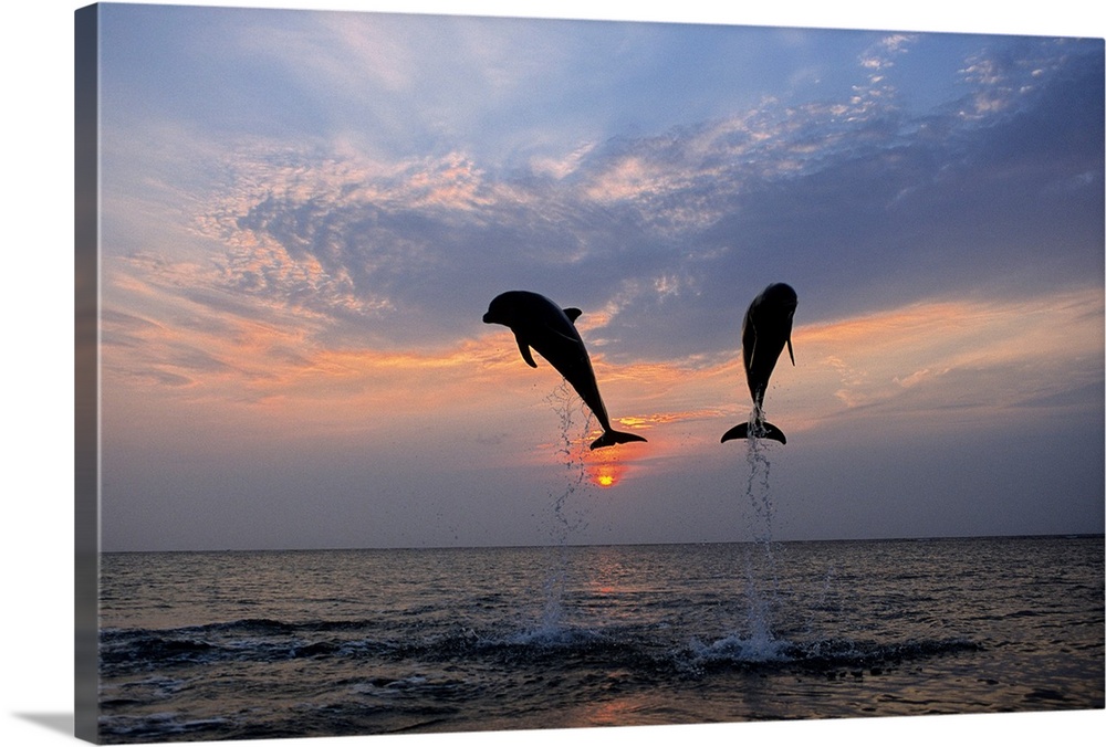 Two dolphins are shown jumping out of the ocean and are silhouetted by the sunset behind them.