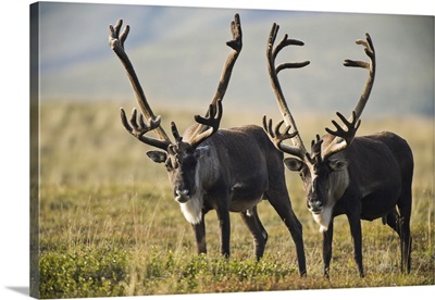 Pair Of Caribou With Large Antlers In Denali National Park And Preserve, Alaska