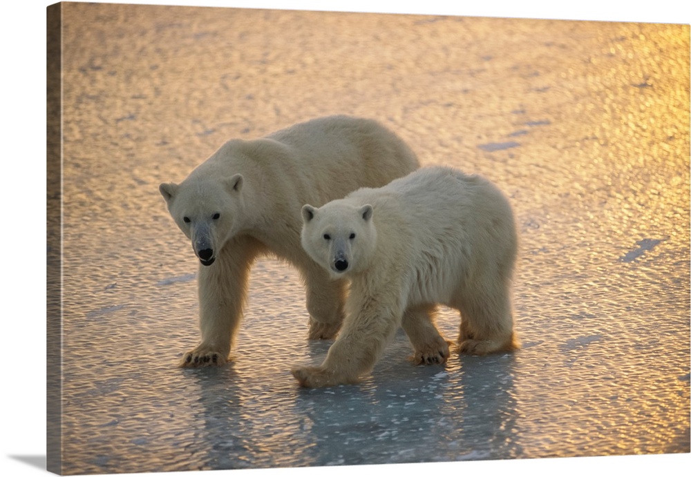 Pair of polar bears, cape Churchill, Canada.