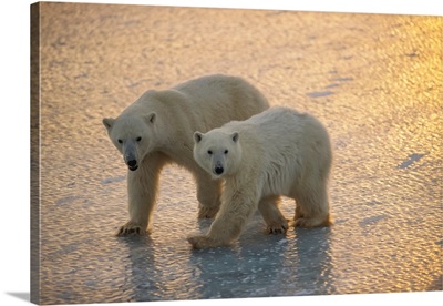 Pair Of Polar Bears, Cape Churchill, Canada