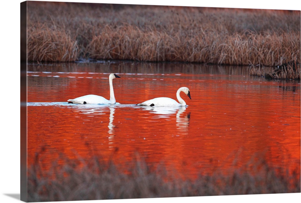 Pair Of Trumpeter Swans Swim In Potter Marsh At Sunset, Anchorage, Southcentral Alaska