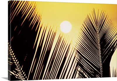 Pale Yellow Sun Behind Palm Fronds