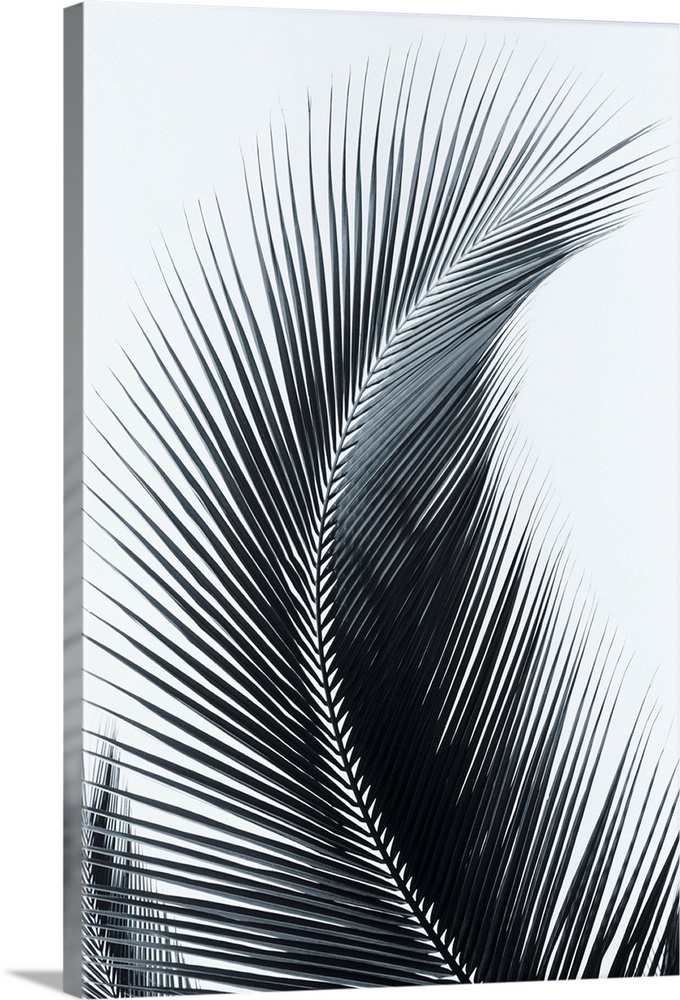 Palm frond curved upward towards sky